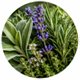 Aromatic