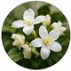 Jasmine