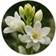 Tuberose