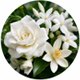 White Floral